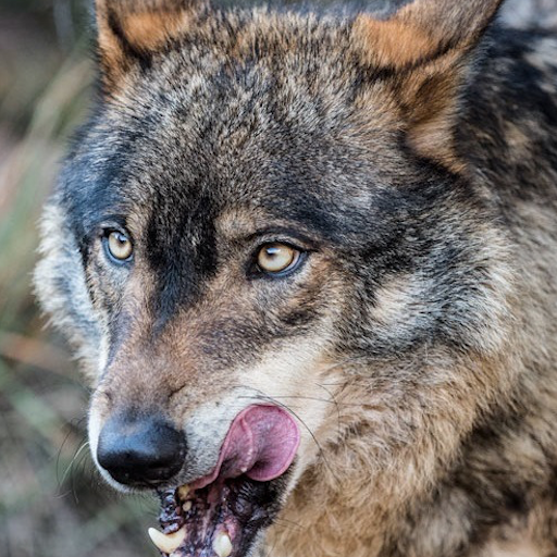 Imagenes de Lobos