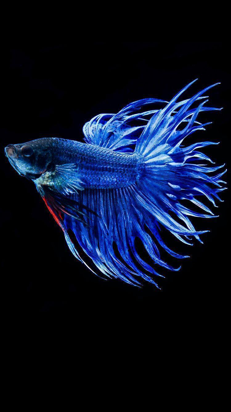 Download Betta Fish Wallpaper android on PC