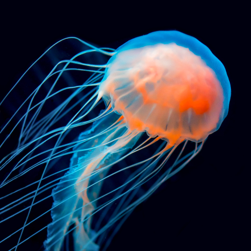 Jellyfish Wallpapers