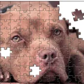 Pitbull puzzles