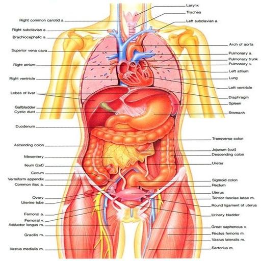 Anatomy Mnemonics Guide