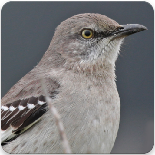 Mockingbird Song : Mockingbird Call