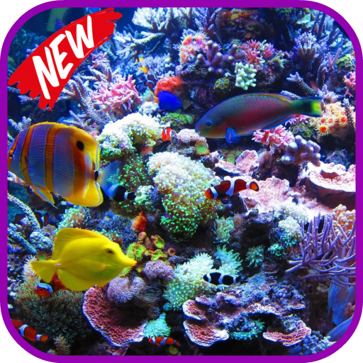 4K Aquarium Video Wallpapers