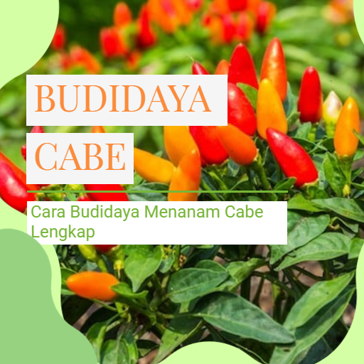 Cara Budidaya Menanam Cabe