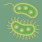 Bacteria: Types, Infections