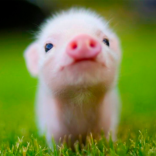 Mini Pig Wallpapers