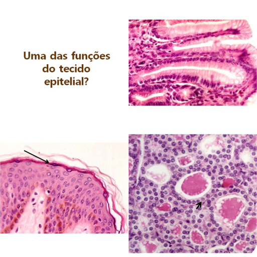 HISTOLOGIA VITAIS