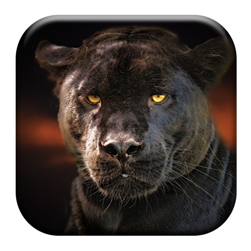 Black Panther Sounds