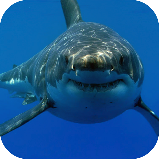 White Shark HD Video Wallpaper