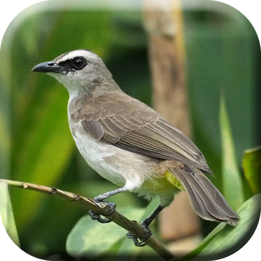 Kicau Burung Trucukan Masteran