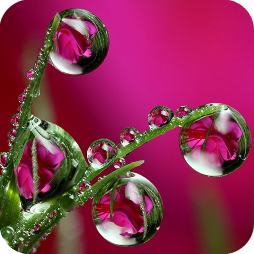 Water Drops Wallpaper