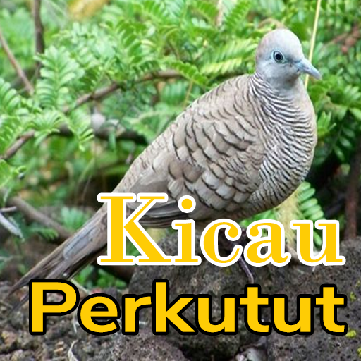 Suara Burung Perkutut Lokal