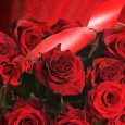 Download Beautiful Wallpapers
