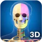 Skeleton Anatomy Pro.