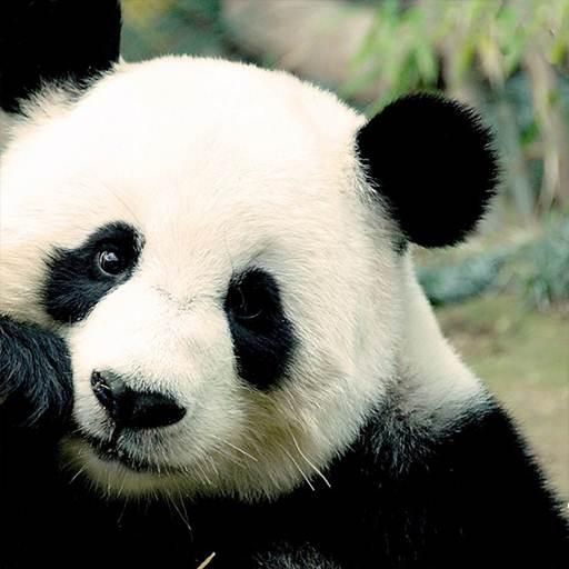 Panda Wallpaper HD