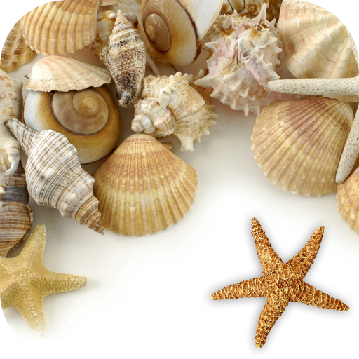 Sea shells Live Wallpaper