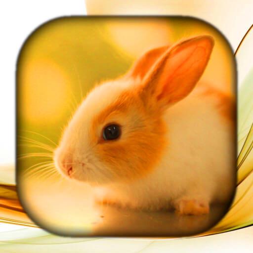 Tavşan Duvar Kağıdı HD/3D/4K