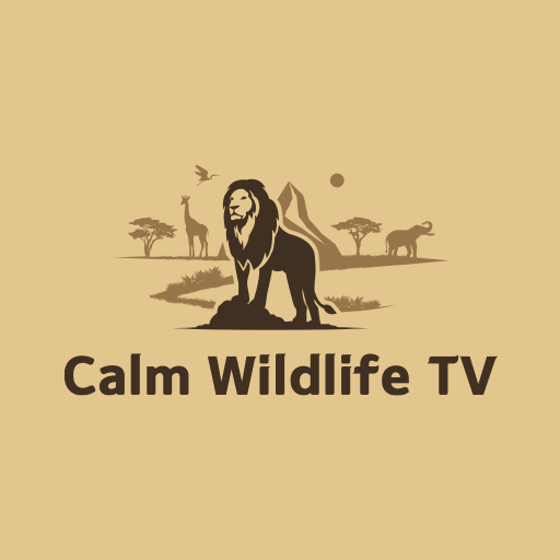 Calm Wildlife TV