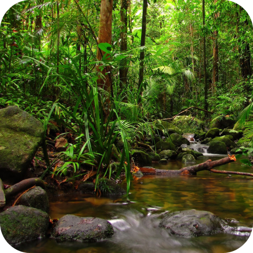 Rainforest Full HD Wallpaper