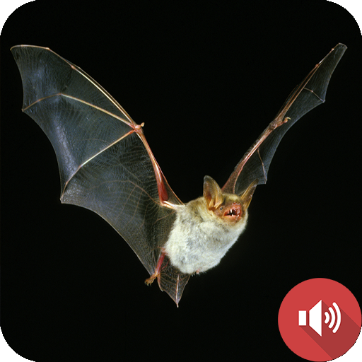 Bat Sounds