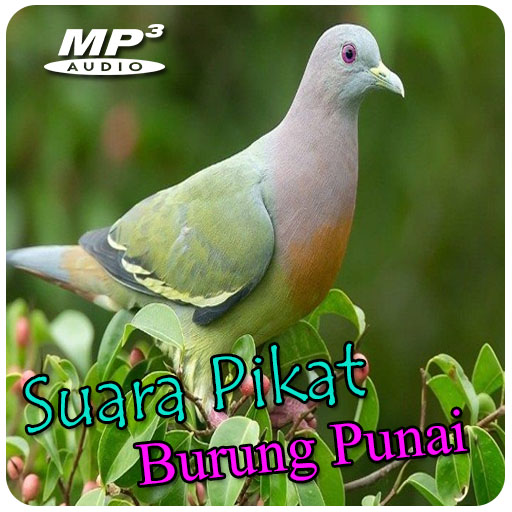 Suara Pikat Burung Punai