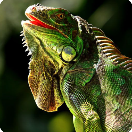 Iguana Wallpaper HD 4K