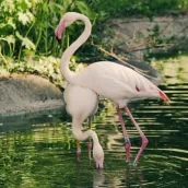 Flamingo Live Wallpaper