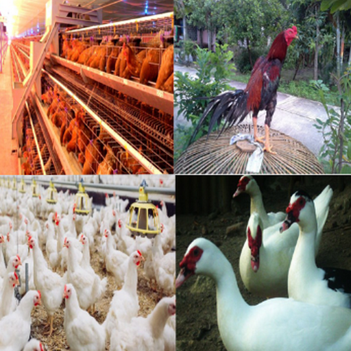 The Right Way to Farm Poultry