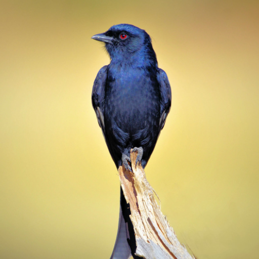 Burung Srigunting Batu