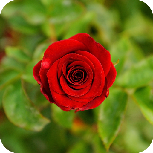 Red Rose Wallpaper