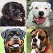 Cachorros - Teste sobre raças