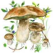 Aplikace na houby