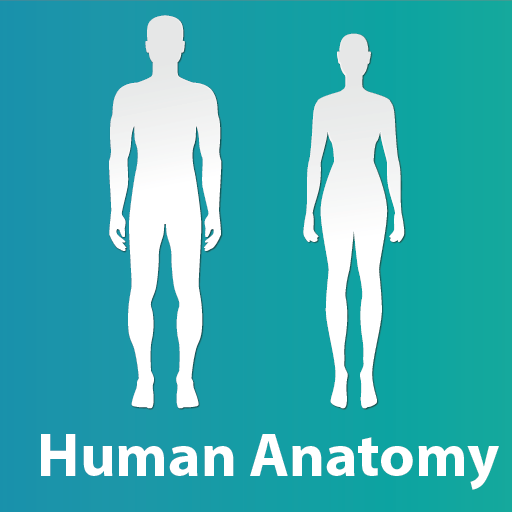 Human Anatomy and Physiology