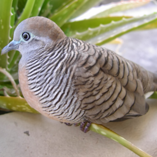 Zebra Dove Bird Calls