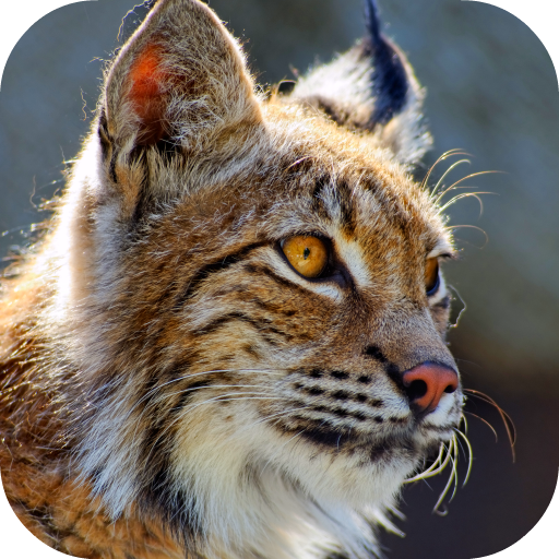 Bobcat Sounds