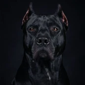 Cane Corso Wallpapers