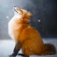Говорящий лис