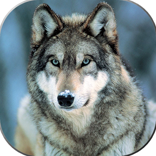 Imagenes de Lobos 🐺