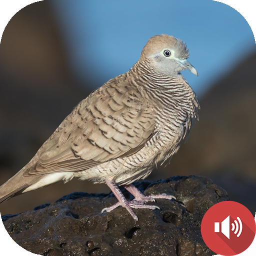 Zebra Dove Sounds