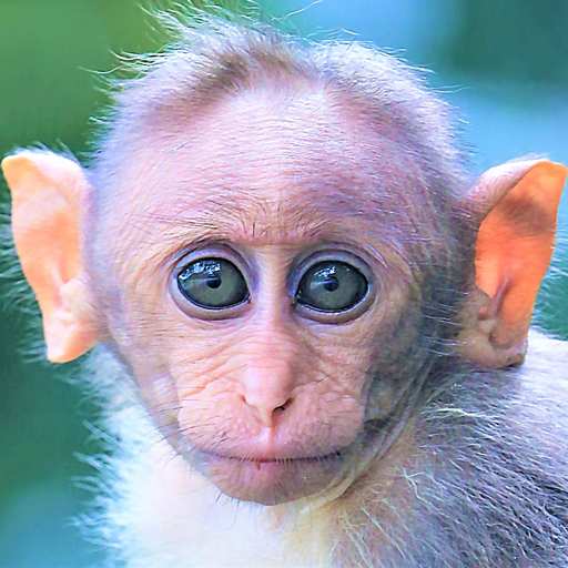 Download Monkey identification - identi android on PC