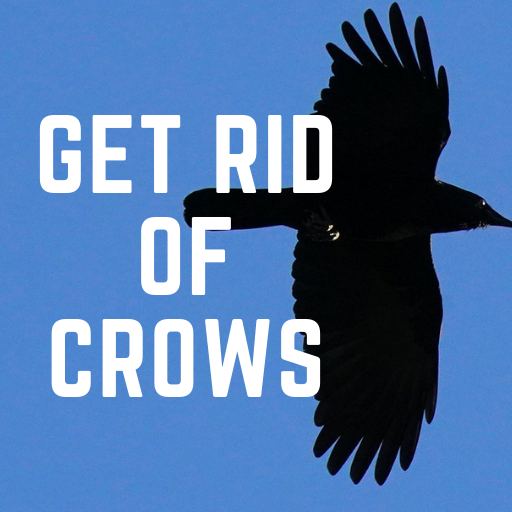 Crow Deterrent get rid of crow