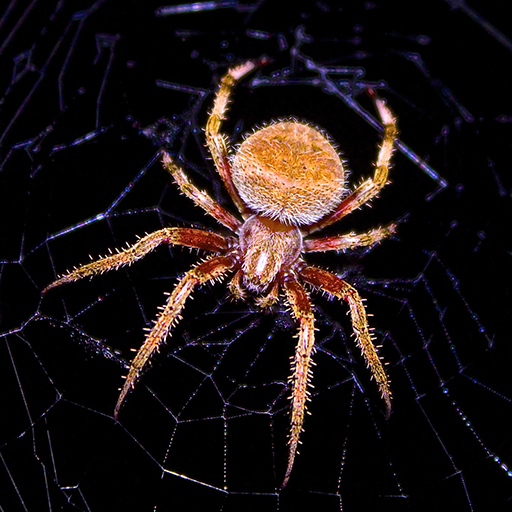 Spider HD Wallpapers