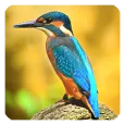 Birds Live Wallpaper