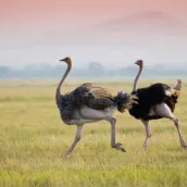 Ostrich Sounds