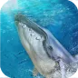 Mavi balina oyunu: kızgın köpekbalığı balık