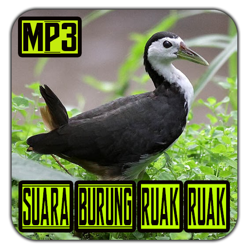 Suara Pemikat Burung Ruak Ruak Mp3