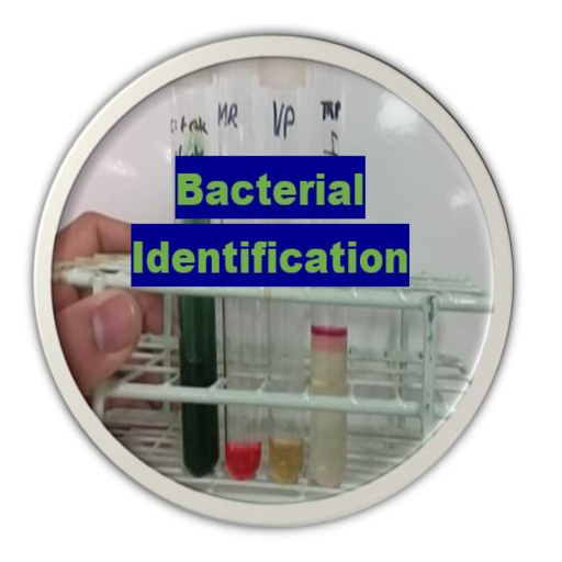 Bacterial Identification Appli