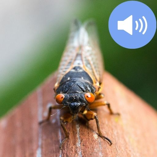 Cicada Sounds and Wallpapers