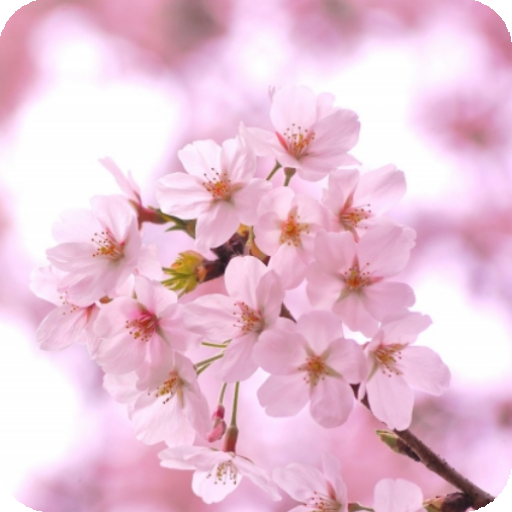 脱出ゲーム 春桜