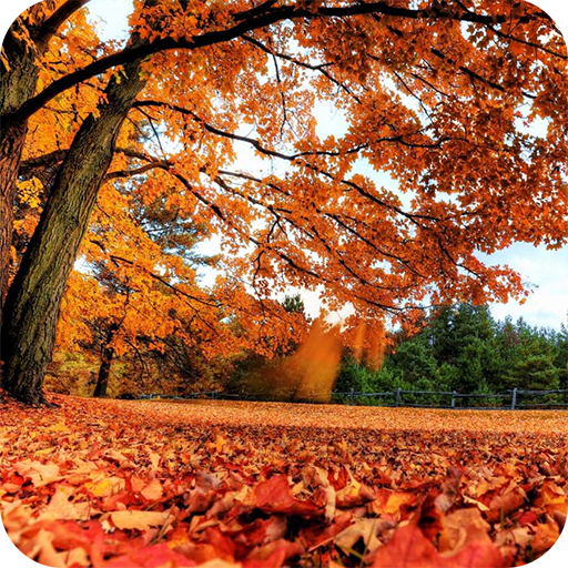 Romantic Autumn Wallpapers